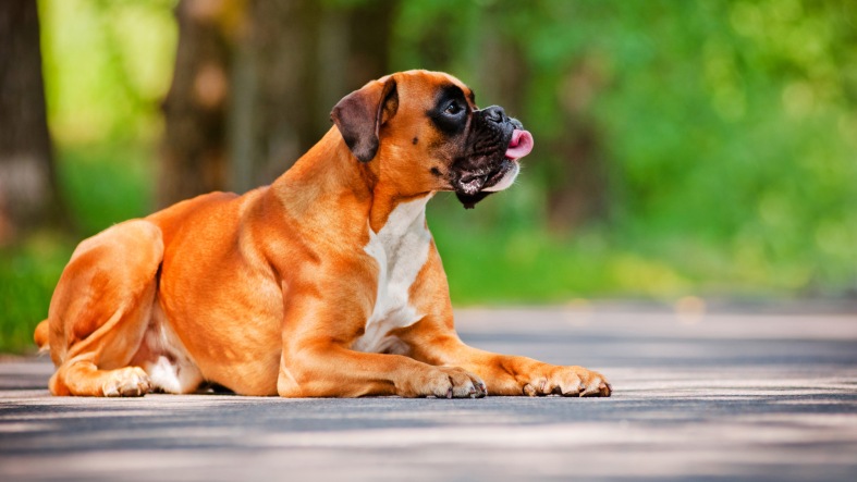 adorable, animal, beautiful, big, boxer, breed, brown, canine, cute, docked, dog, doggy, domestic, ears, friend, funny, fur, german, grass, green, happy, health, hound, large, lying, lying down, mammal, natural, one, outdoors, pedigree, pedigreed, pet, portrait, posing, pretty, puppy, red, resting, summer, tail, tongue, watchdog, white, wrinkle, young