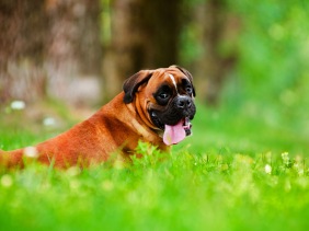 adorable, animal, beautiful, big, boxer, breed, brown, canine, cute, docked, dog, doggy, domestic, ears, eyes, friend, funny, fur, german, grass, green, happy, health, hound, large, lying, lying down, mammal, natural, one, outdoors, pedigree, pedigreed, pet, portrait, posing, pretty, puppy, red, resting, summer, tail, tongue, watchdog, white, wrinkle, young