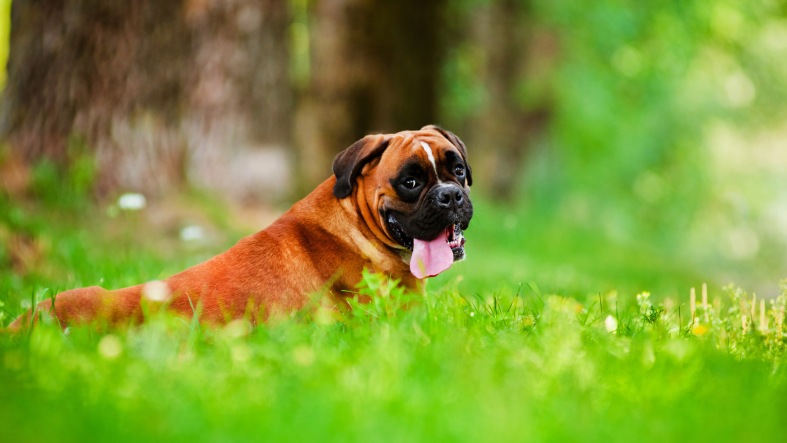 adorable, animal, beautiful, big, boxer, breed, brown, canine, cute, docked, dog, doggy, domestic, ears, eyes, friend, funny, fur, german, grass, green, happy, health, hound, large, lying, lying down, mammal, natural, one, outdoors, pedigree, pedigreed, pet, portrait, posing, pretty, puppy, red, resting, summer, tail, tongue, watchdog, white, wrinkle, young